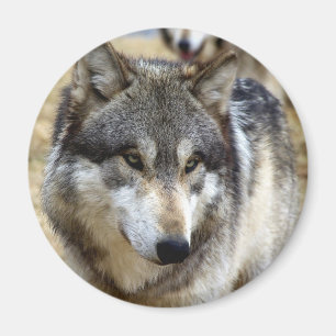 Porträt eines Wolfs Magnet
