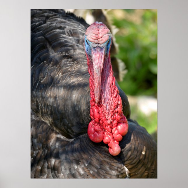 Porträt männlicher Putenpost-Card-T - Shirt Poster (Vorne)