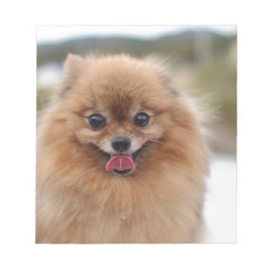 Porträt Pomeranian Hund Notizblock