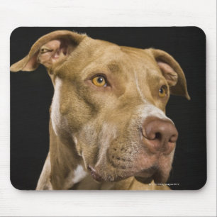 Porträt roten Nase pitbull mit Schwarzem Mousepad