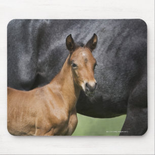 Porträt von Braunfressern Mousepad