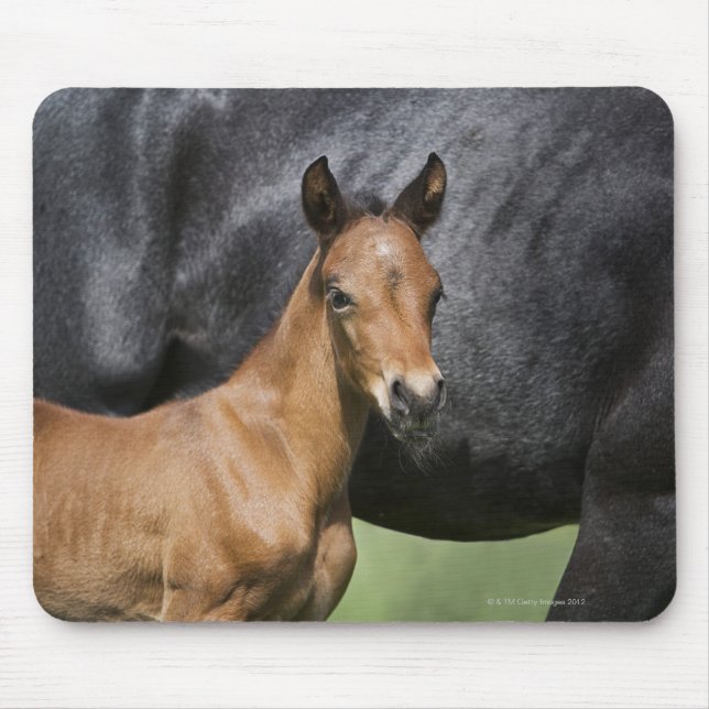 Porträt von Braunfressern Mousepad (Vorne)