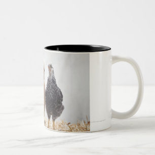 Porträt von drei Haustier-Hühnern, die vorwärts Zweifarbige Tasse