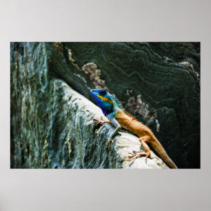 Porträt von einer Orientalischen Gartenechse - Pos Poster