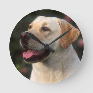 Porträt von Labrador retriever, Hilton Runde Wanduhr