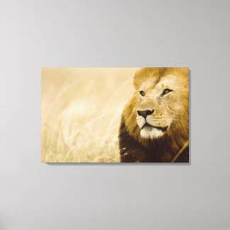 Porträt von Löwen (Panthera leo), Masai Mara, Leinwanddruck