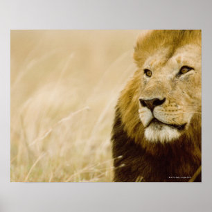 Porträt von Löwen (Panthera leo), Masai Mara, Poster