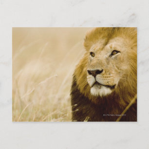 Porträt von Löwen (Panthera leo), Masai Mara, Postkarte