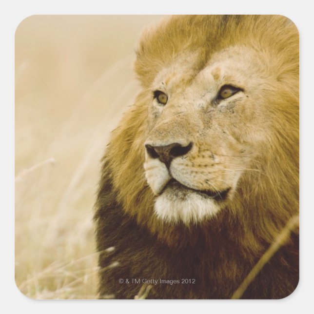 Porträt von Löwen (Panthera leo), Masai Mara, Quadratischer Aufkleber (Vorderseite)