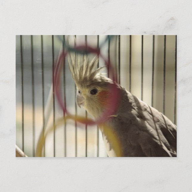 Porträt von Molly durch den Ring Postkarte (Vorderseite)