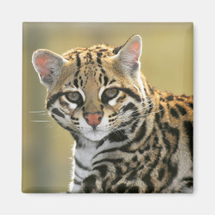 Porträt von Ozelot Magnet