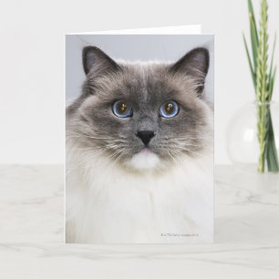 Porträt von Ragdoll Katze Karte