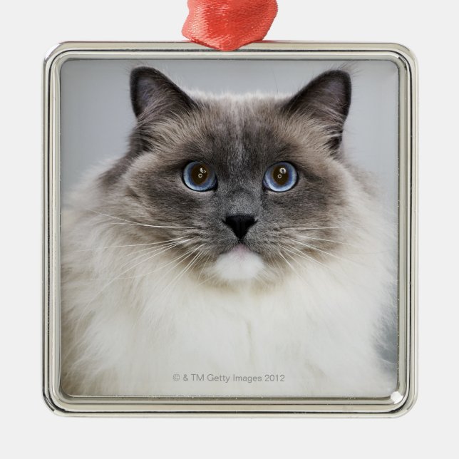 Porträt von Ragdoll Katze Ornament Aus Metall (Vorne)