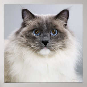 Porträt von Ragdoll Katze Poster