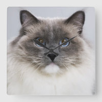 Porträt von Ragdoll Katze