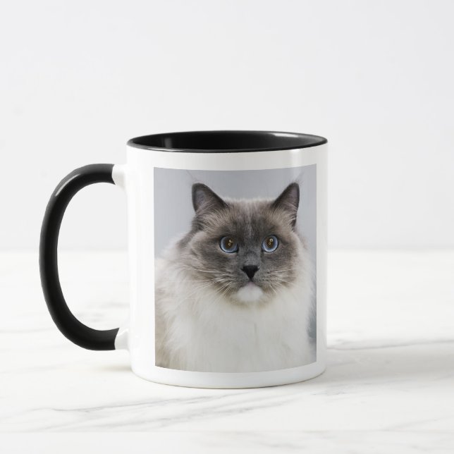 Porträt von Ragdoll Katze Tasse (Links)