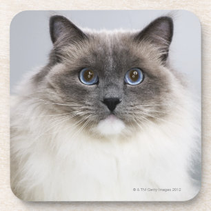 Porträt von Ragdoll Katze Untersetzer