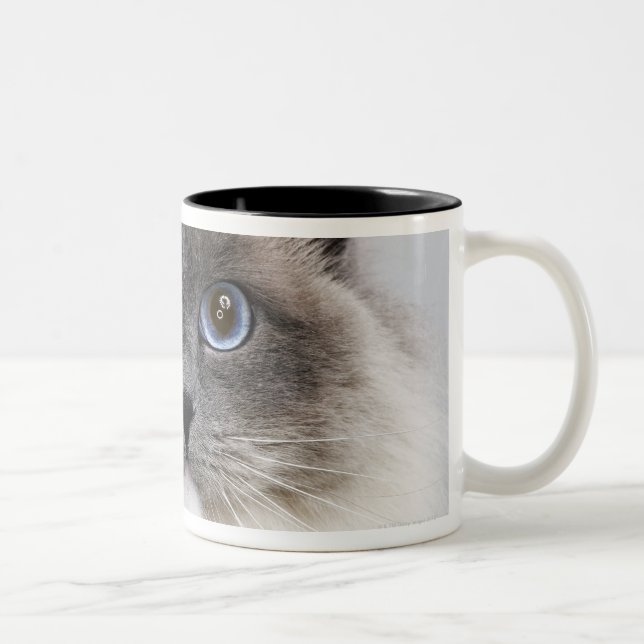 Porträt von Ragdoll Katze Zweifarbige Tasse (Rechts)