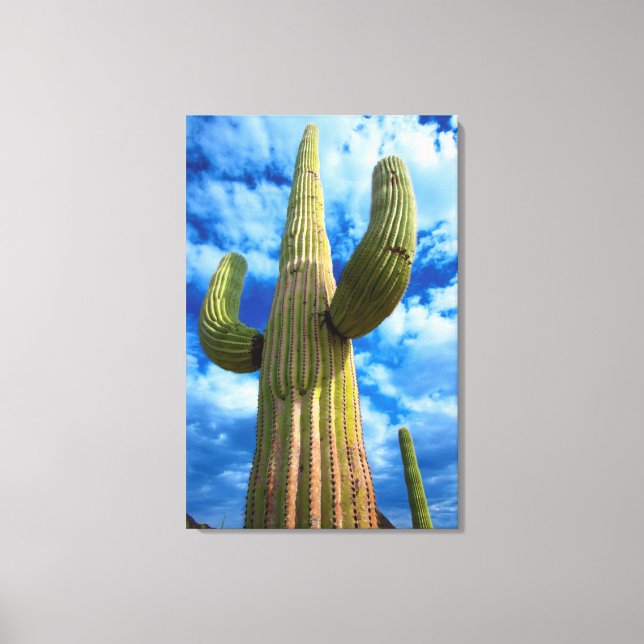 Porträt von Saguaro, Arizona Leinwanddruck (Vorderseite)