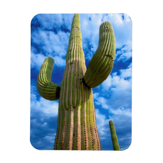 Porträt von Saguaro, Arizona Magnet (Vertikal)