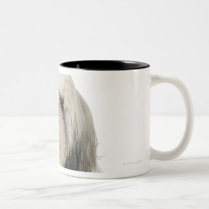 Porträt von tibetanisches Terrier-Welpen Zweifarbige Tasse