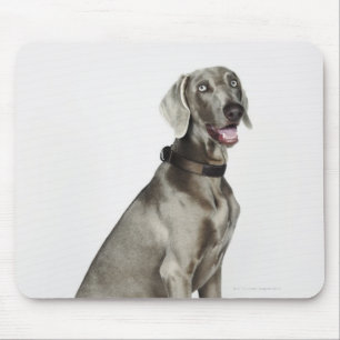 Porträt von Weimaraner Hund Mousepad