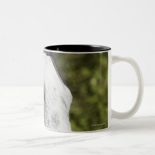 Porträt weißen Pferds 2 Zweifarbige Tasse