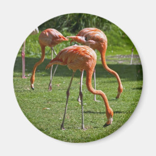 Porträt-Zeichnungseffekt Kunst Rosa Flamingo Magnet