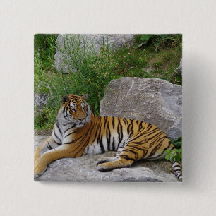 Porträtfoto eines Sibirischen Tigers Button