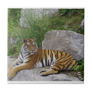 Porträtfoto eines Sibirischen Tigers Fliese