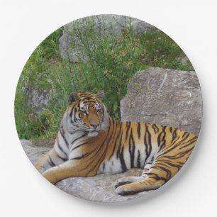 Porträtfoto eines Sibirischen Tigers Pappteller