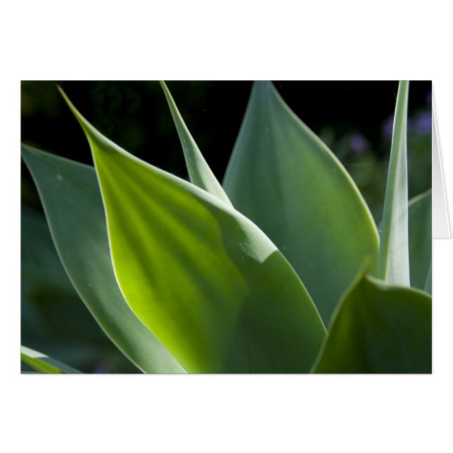 Portugal, Madeira, Funchal. botanisch (Vorderseite (Horizontal))
