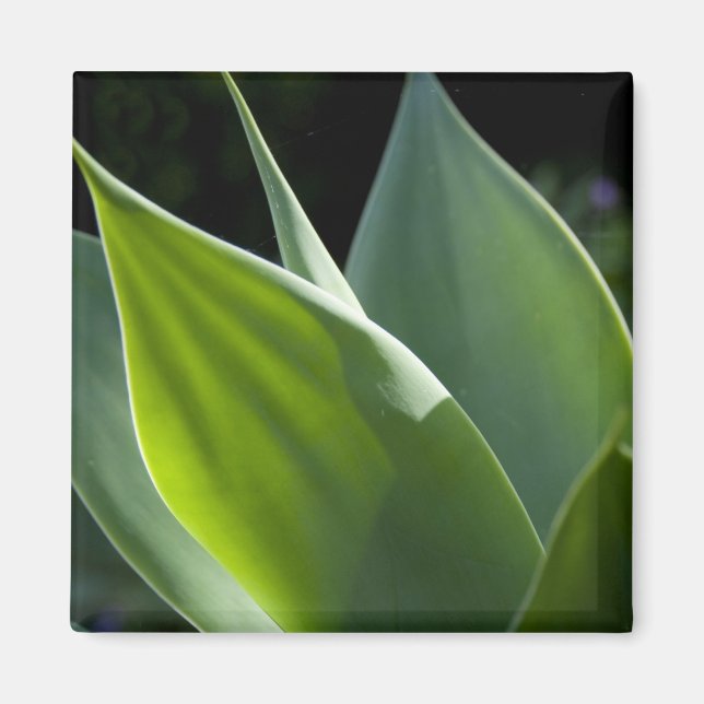 Portugal, Madeira, Funchal. botanisch Magnet (Vorne)