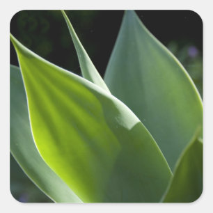 Portugal, Madeira, Funchal. botanisch Quadratischer Aufkleber