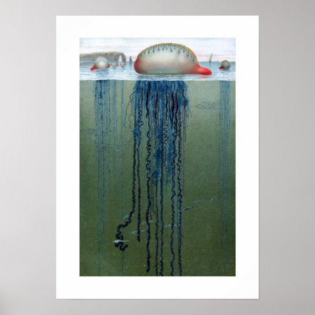 Portugese Man-o-war Poster (Vorne)