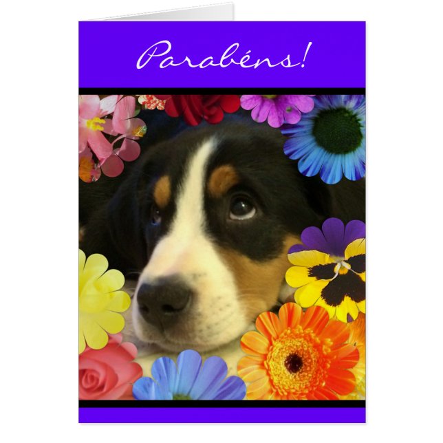 Portugiese: Parabene cachorrinho (Vorne)