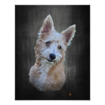 Portugiesisch Podengo Pequeno