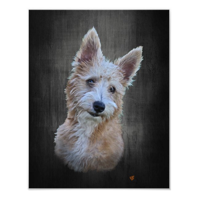 Portugiesisch Podengo Pequeno Fotodruck (Vorne)