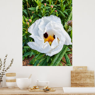 Portugiesische Gumrockrose–Wilde Schönheit des Ale Poster