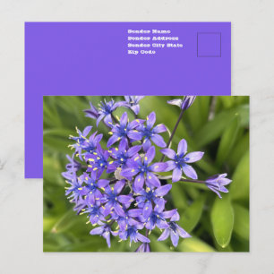 Portugiesische Meerzwiebelblüten Nahaufnahme Natur Postkarte