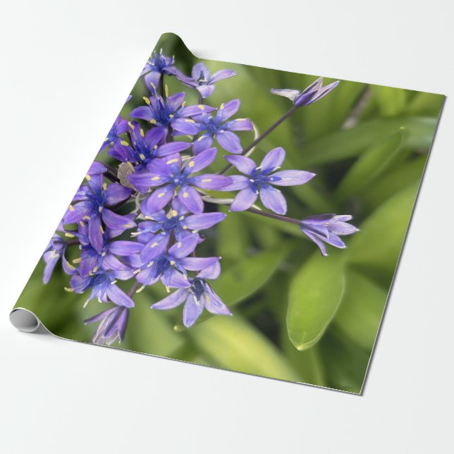 Portugiesische Squill-Blume Schließen Naturschutzg Geschenkpapier (Ungerollt)