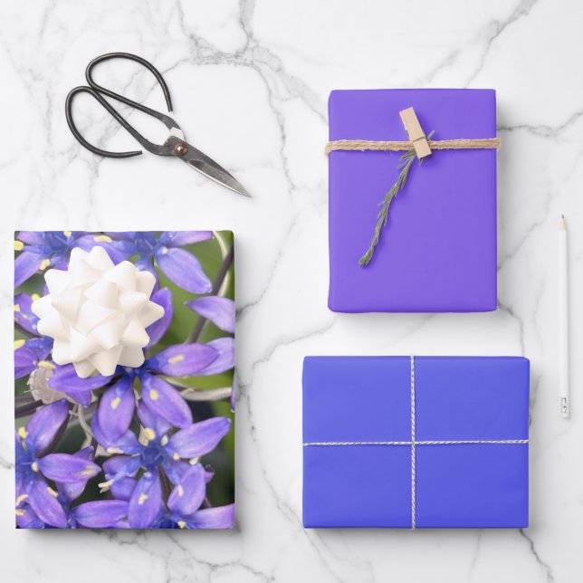 Portugiesische Squill-Blume Schließen Naturschutzg Geschenkpapier Set (Vorderseite)