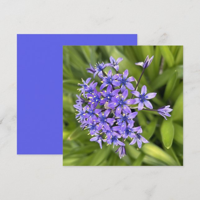 Portugiesische Squill-Blume Schließen Naturschutzg Mitteilungskarte (Vorne/Hinten)