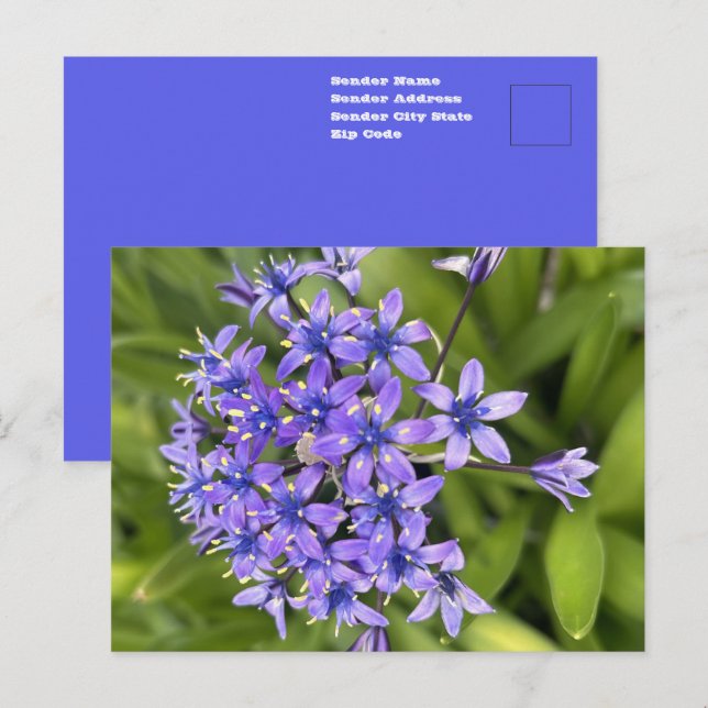 Portugiesische Squill-Blume Schließen Naturschutzg Postkarte (Vorne/Hinten)