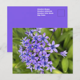 Portugiesische Squill-Blume Schließen Naturschutzg Postkarte
