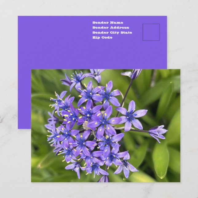 Portugiesische Squill-Blume Schließen Naturschutzg Postkarte (Vorne/Hinten)