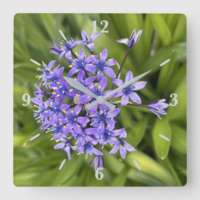 Portugiesische Squill-Blume Schließen Naturschutzg Quadratische Wanduhr (Vorderseite)