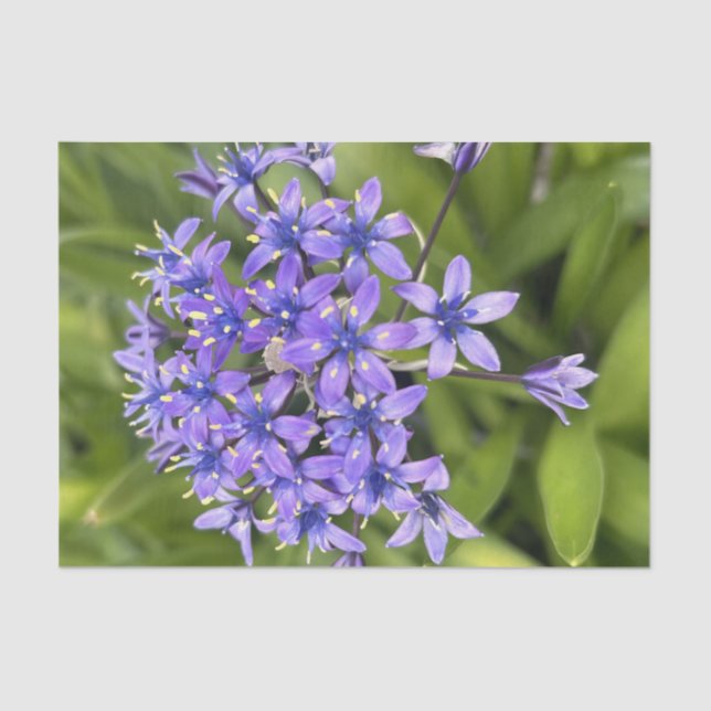 Portugiesische Squill-Blume Schließen Naturschutzg Seidenpapier (Vorderseite)