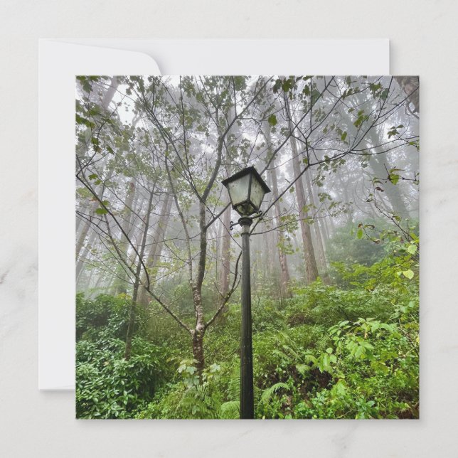 Portugiesischer Schwanz (Vorderseite)