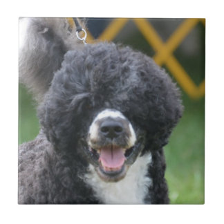 Portugiesischer Wasser-Hund Fliese